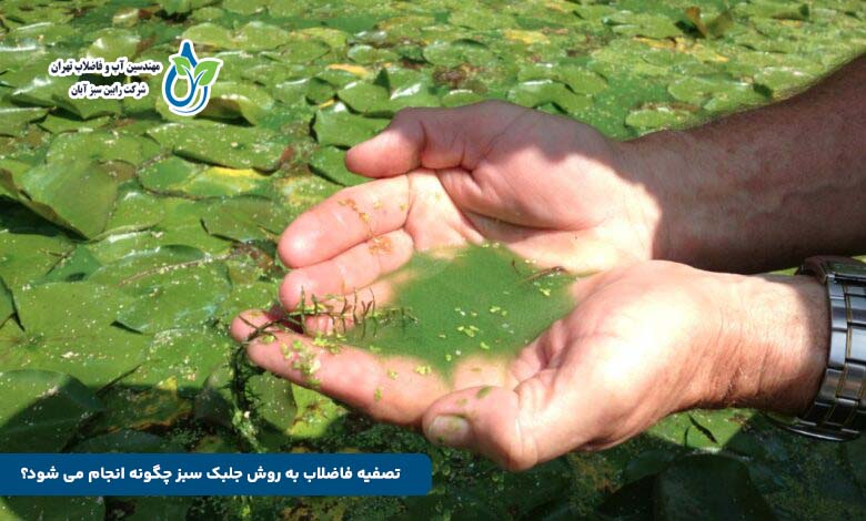 تصفیه فاضلاب به روش جلبک سبز