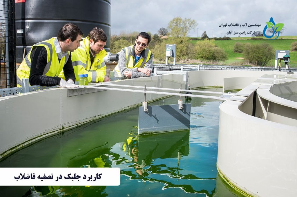 جلبک ها چگونه به تصفیه فاضلاب کمک می کنند؟